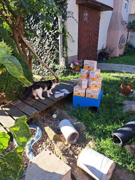 Azyl pro opuštěné kočky Lucky